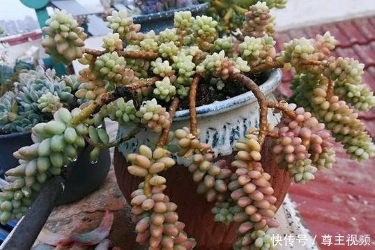 把玉坠养出老桩不难，养出艳丽颜色就不简单了！