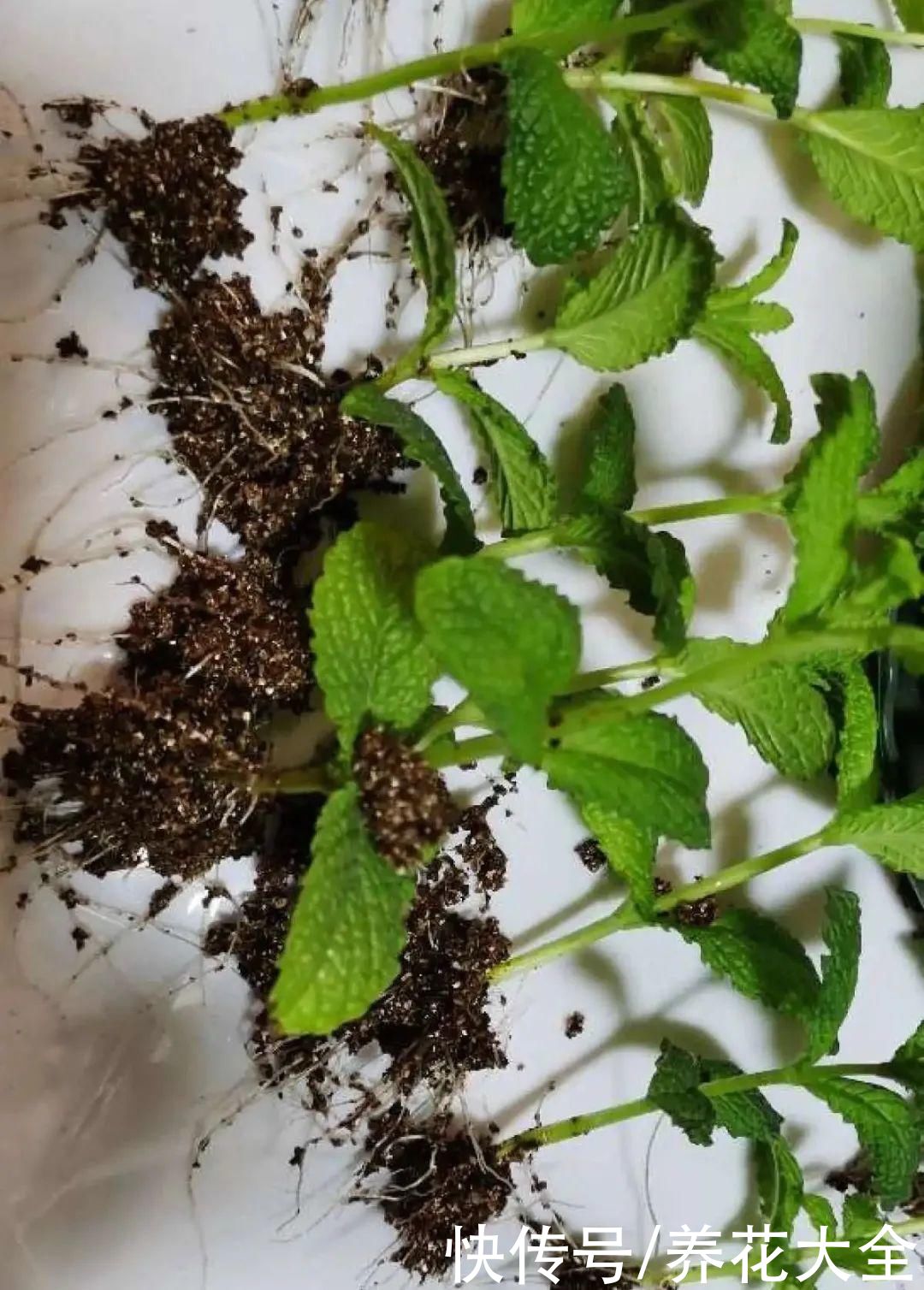 生根|6种花夏天扦插，枝条剁8段、撒土里，3岁小孩都能插活