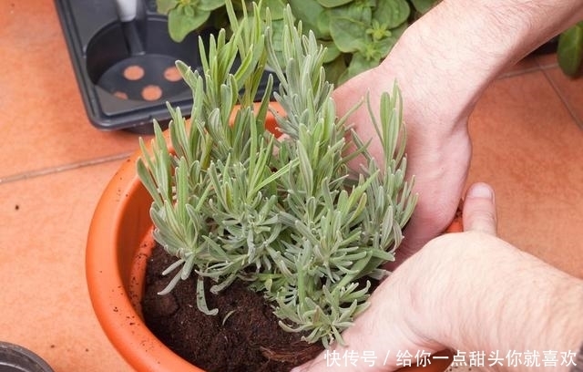 薰衣草|4种“香水花”，选一种养家里，晒晒太阳，满屋香水味，又香又美