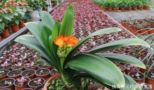 给君子兰加点营养，长出大白根开花呼呼旺，开花也多了！