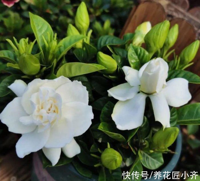 落叶|新手买花要“慎重”，这些花不适合你，买了也养不好
