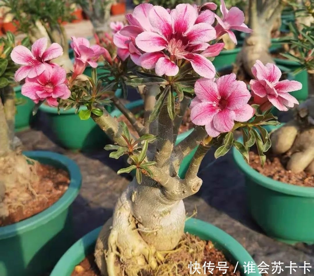 沙漠玫瑰冬天有“四怕”,避开了才能越养越精神,安全越冬无压力