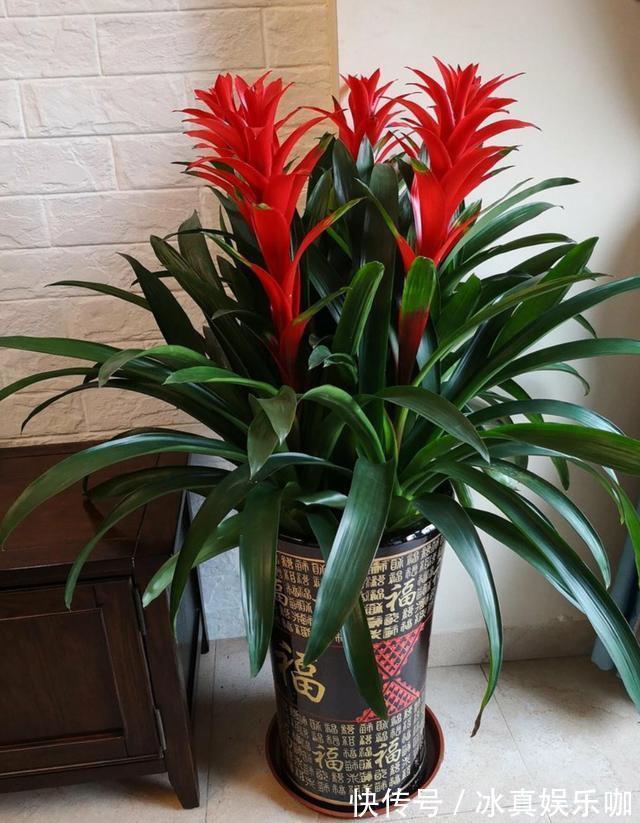 5种“红火花”,养在家里红红火火,鸿运当头,好看又吉利