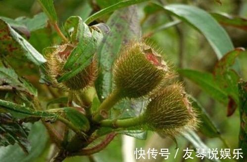 植物|农村有这么一种漂亮的野果,好吃又可以泡酒,还是庭院盆栽植物!