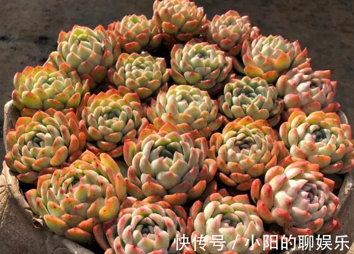 你的多肉施肥了吗,关于多肉植物施肥的那点事