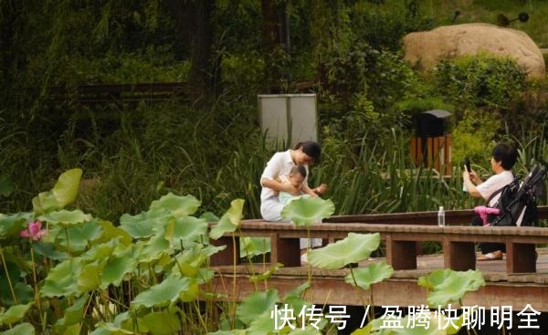 荷花沁心田|河北秦皇岛开发区：秋日荷花沁心田