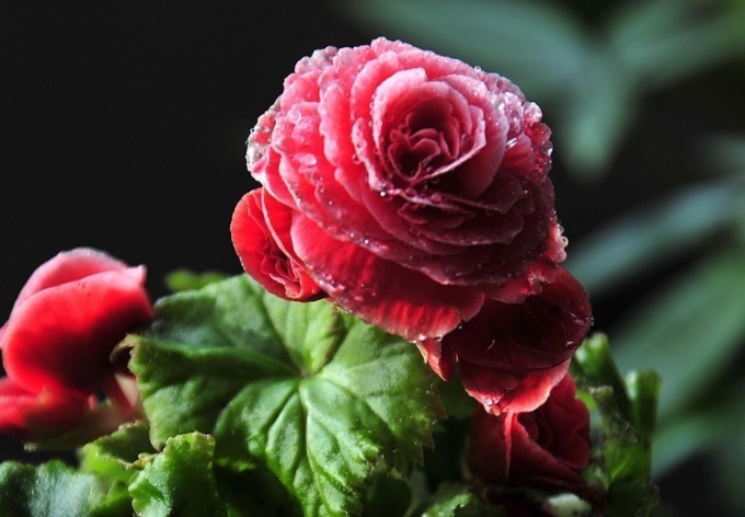 秋海棠开花少教你3个养护妙招,四季开花,花繁叶茂