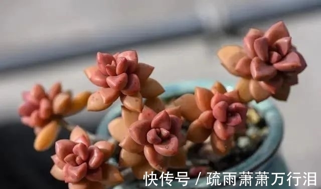 直射光|栽种多肉植物,不管状态如何,4大“原则”不要触碰!