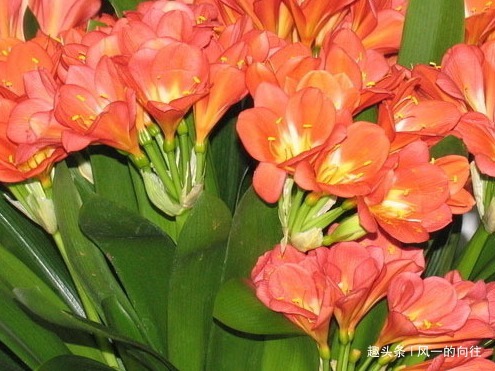 家养君子兰的3个小技巧,学会轻松花开爆满盆,建议收藏