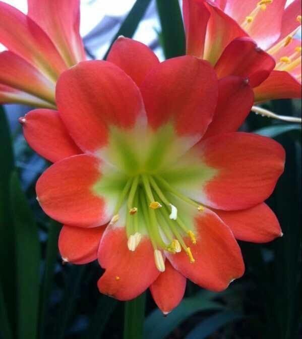 植物|这五种“花卉”都是懒人花,每月浇水一次,不会烂根,远离黄叶