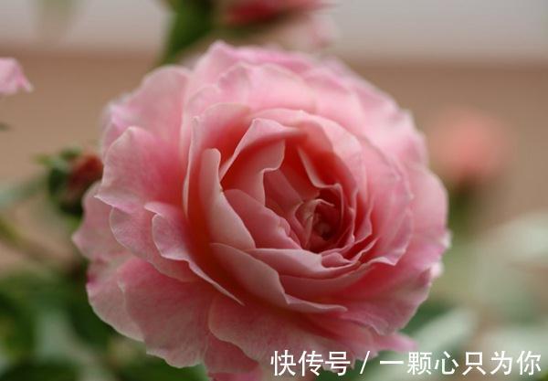 最值得入手的月季,海神王阳台