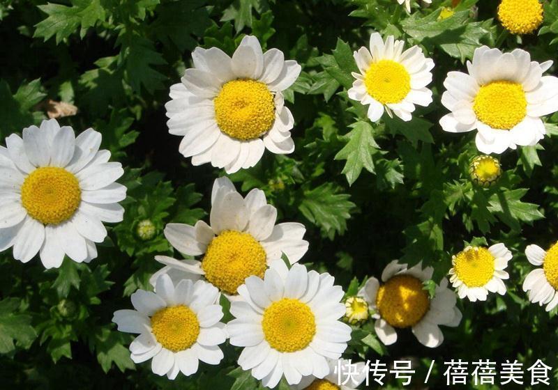 养花试试这款，像一朵隐士的花，风格很清新