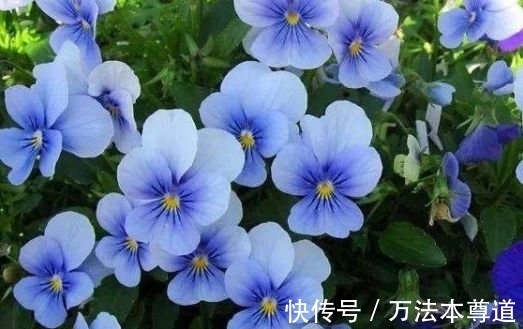 几种花谁见了都喜欢,婀娜多姿,妖艳妖娆,层层交叠