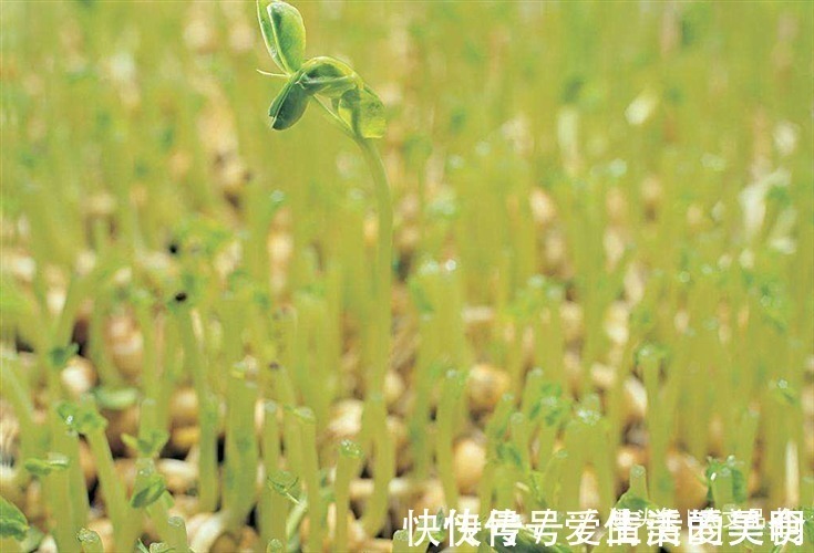 世界历史#犹太人的富人思维:“卖豆子”思维,读懂它,教你变得不平凡