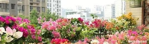 平时该如何管理三角梅多注意4点,株型美、开花多、身价高