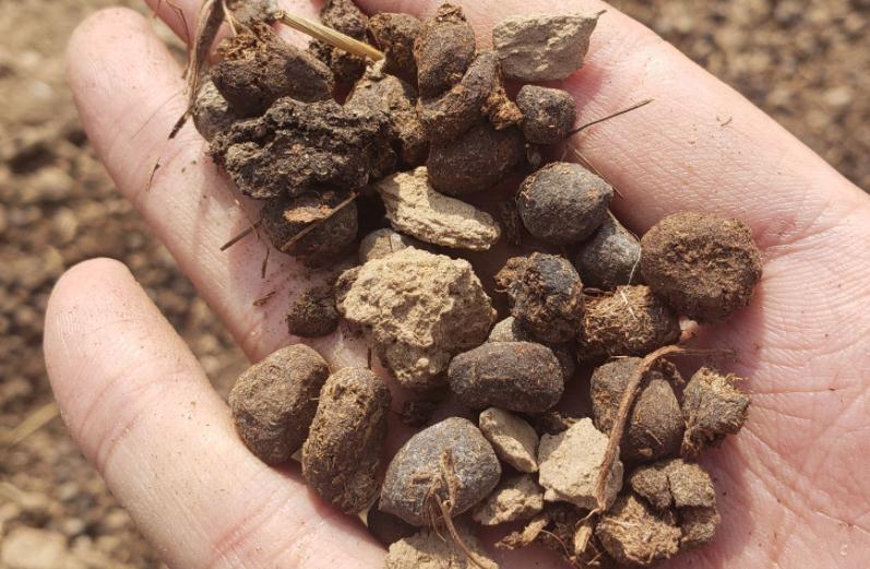 发酵羊粪,用来养花该注意什么?