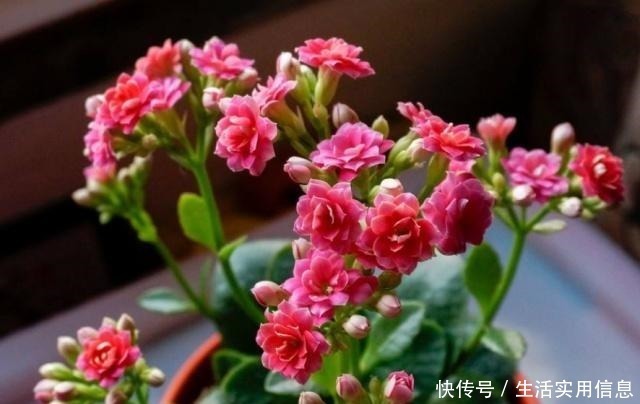 长寿花|长寿花很难开爆盆,“4种”技巧掌握了吗学会了,花朵惊艳美丽!