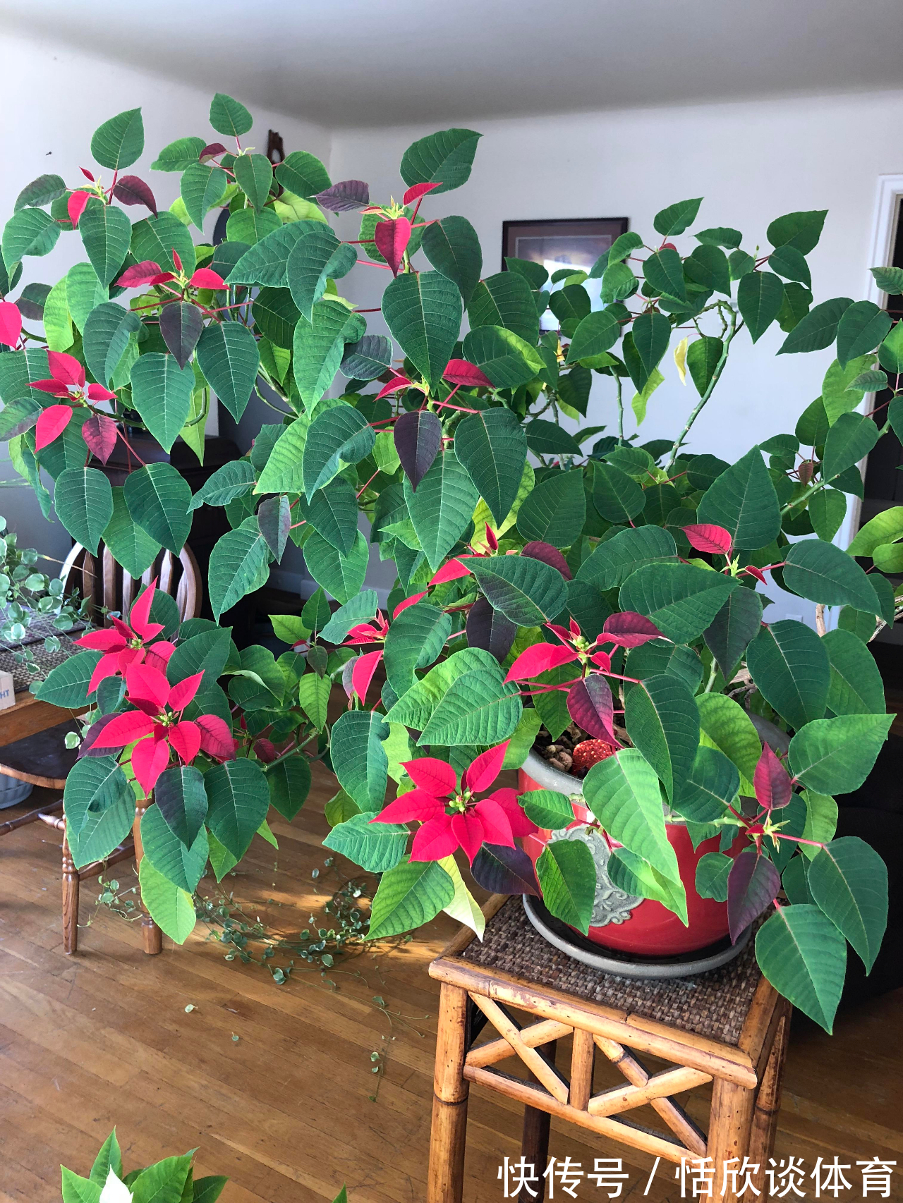 花开惊艳的8种“大毒花”,连叶片都带毒,家里若养着,光看别动