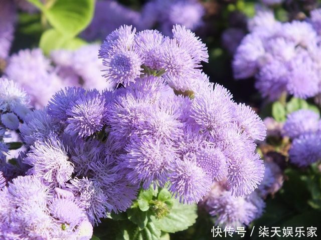 花镜|7种菊花被称为菊花中的西施,开花娇艳,蜂来蝶往,美丽折服行人