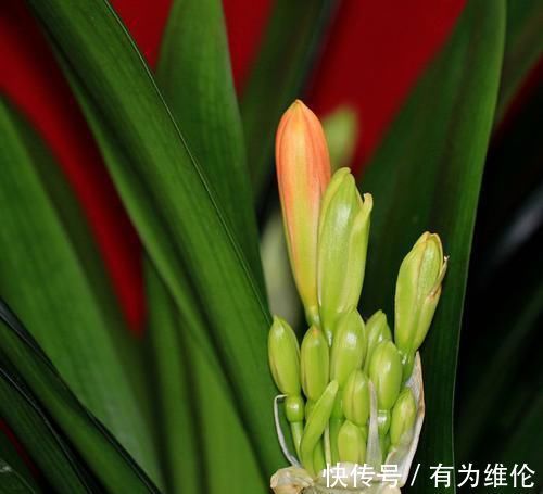 有了好的养护方法，君子兰也能控制开花时间了