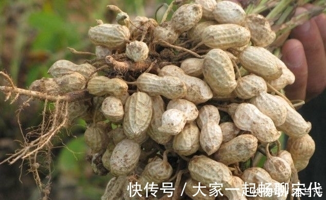 健脾|胃癌最怕的几种食物，每天坚持吃点，健脾养胃保护胃粘膜