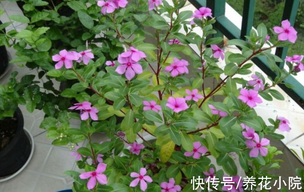 秋天|8种漂亮的花,到了秋天别忘采种子,来年继续播种