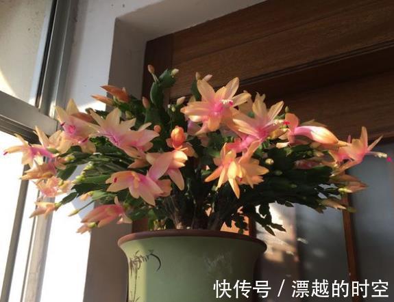 此种“溶液”浇蟹爪兰,7天“浇1次”,1盆冒出60个花苞!