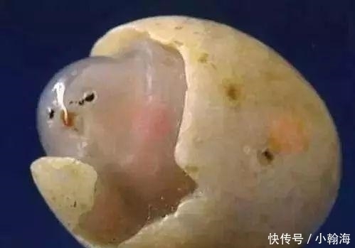 奇石|“小鸡”估价13亿,世界上最昂贵的观赏石之一,最终交给了国家