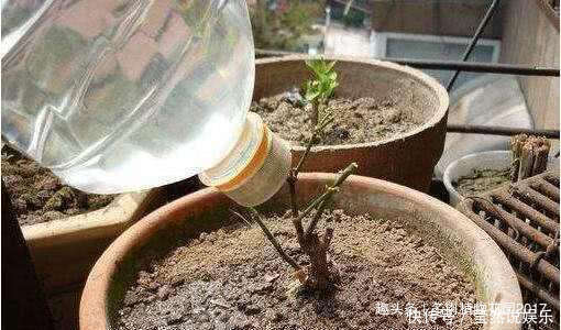 土壤|土壤出现板结是养花大忌,四招轻松化解