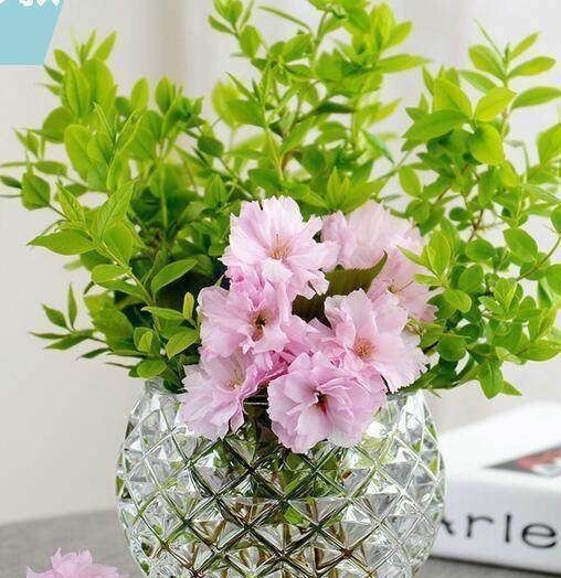 菜叶|5种蔬菜吃完可别扔,菜叶放水里可再生,几乎不用管,还可当盆栽