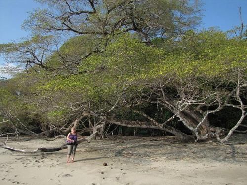 世界上最毒的植物，摸都摸不得，人站在树下躲雨都能中毒