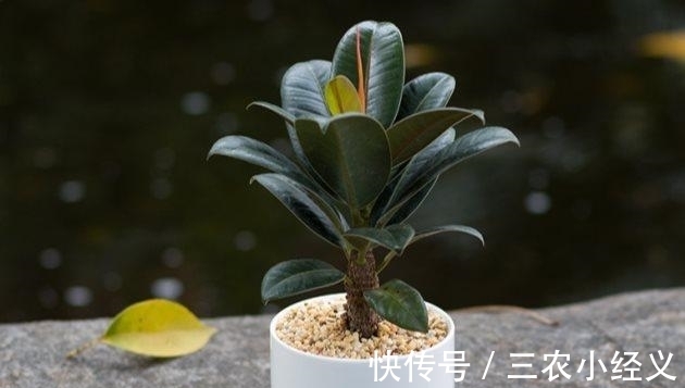 毒性|家里有孕妇能养橡皮树吗?