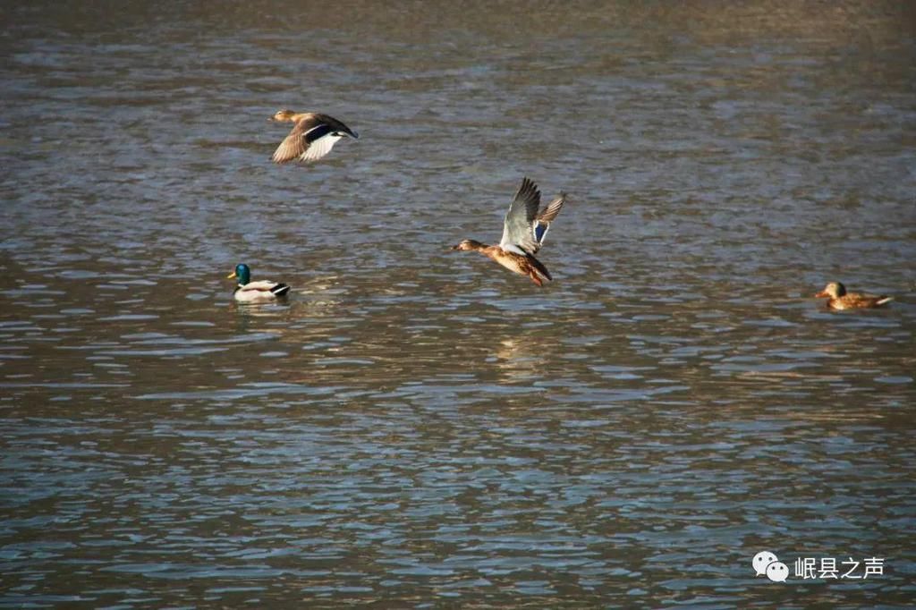 岷县的春夏秋冬，看不够！
