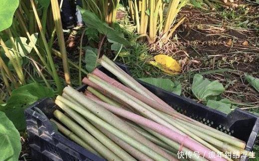 农民|原产自我国，曾是农民的救命粮，叶梗腌酸菜是一绝，不知道可惜了