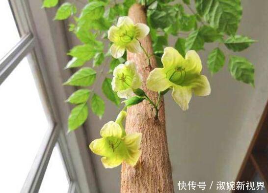 盆栽|幸福树盆栽,养护注意“4点”,新芽多,特别茂盛,还能养开花