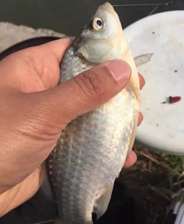 趋温性|入冬后一定要钓“深”?在这几种情况下钓“浅”,鱼口更有保障