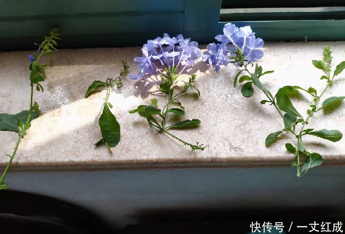 初夏扦插“4种花”,一周生根沾土就活,很快就有花儿欣赏了
