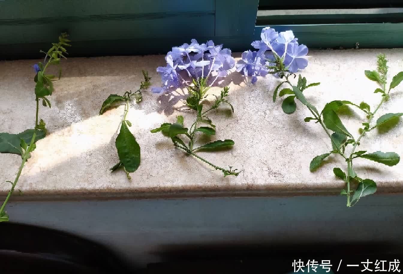 花儿|初夏扦插“4种花”，一周生根沾土就活，很快就有花儿欣赏了