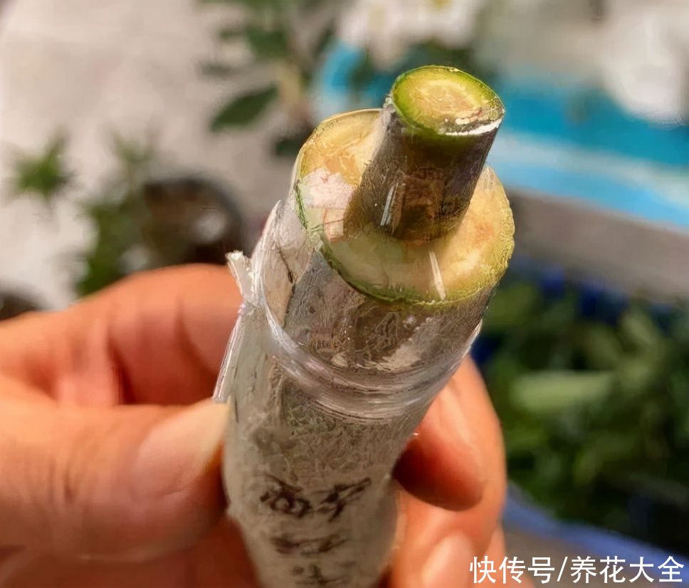嫁接|养了30年的玉树，扦插开出9色花，快来沾沾喜气