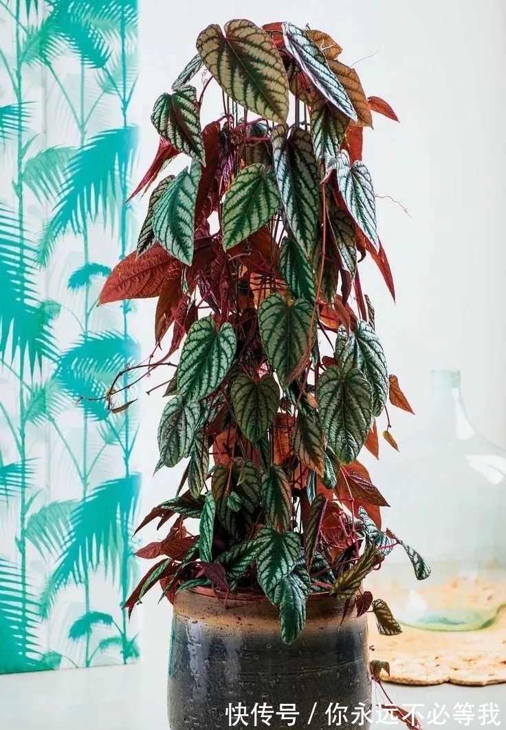 在室内养一盆可以爬藤的锦叶葡萄藤,叶子有金属质感的彩叶植物