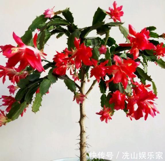 蟹爪兰嫁接后如何管理做好“3点”，叶片爆盆，花期开花也爆盆