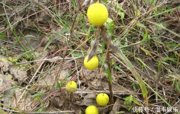 它是酒精的“天敌”,现在农村遍地都是,还不懂的话就太可惜了