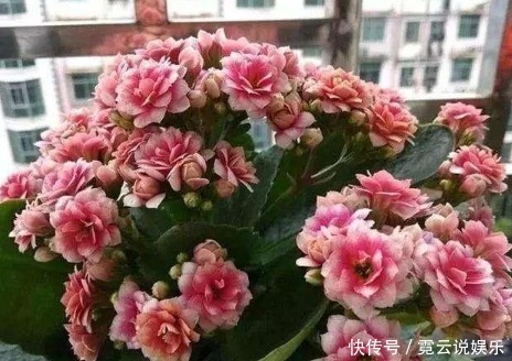 什么鸡蛋、蚯蚓粪都比不上“1酸水”,盆盆爆,养啥花都旺!