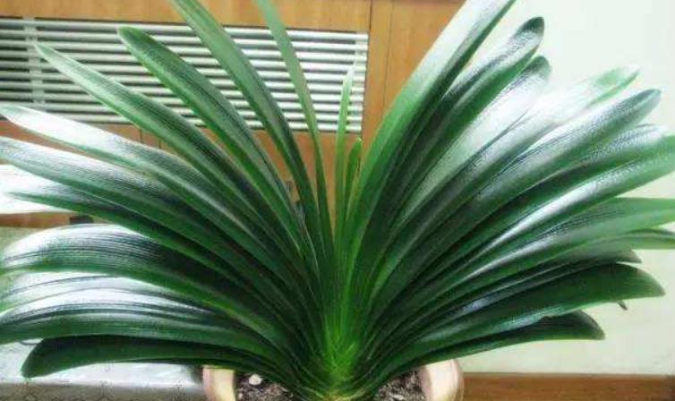 君子兰最喜欢“2种液体”,一月浇1次,一年能长8片叶,好用!