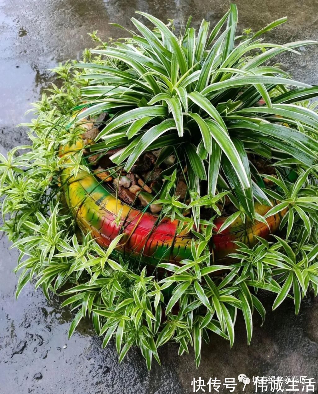 啤酒|室内养花就养两种花,没事喂一喂啤酒,长出垂吊枝,开花成瀑布
