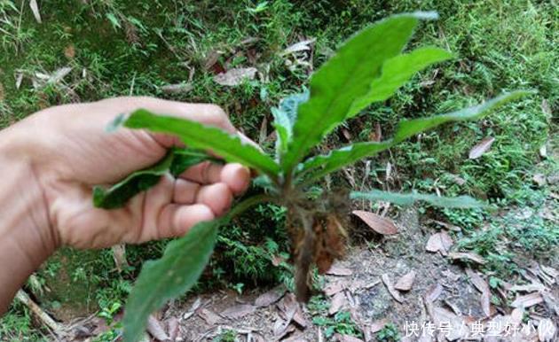 扁桃体炎|可惜了农民曾用它来喂猪,不知煲汤最靓,如今被称为“土人参”