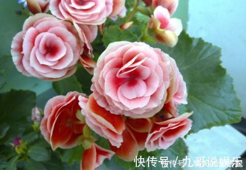 观赏价值|6种耐阴花,不晒太阳,也能四季开花,是家庭盆栽佳品!