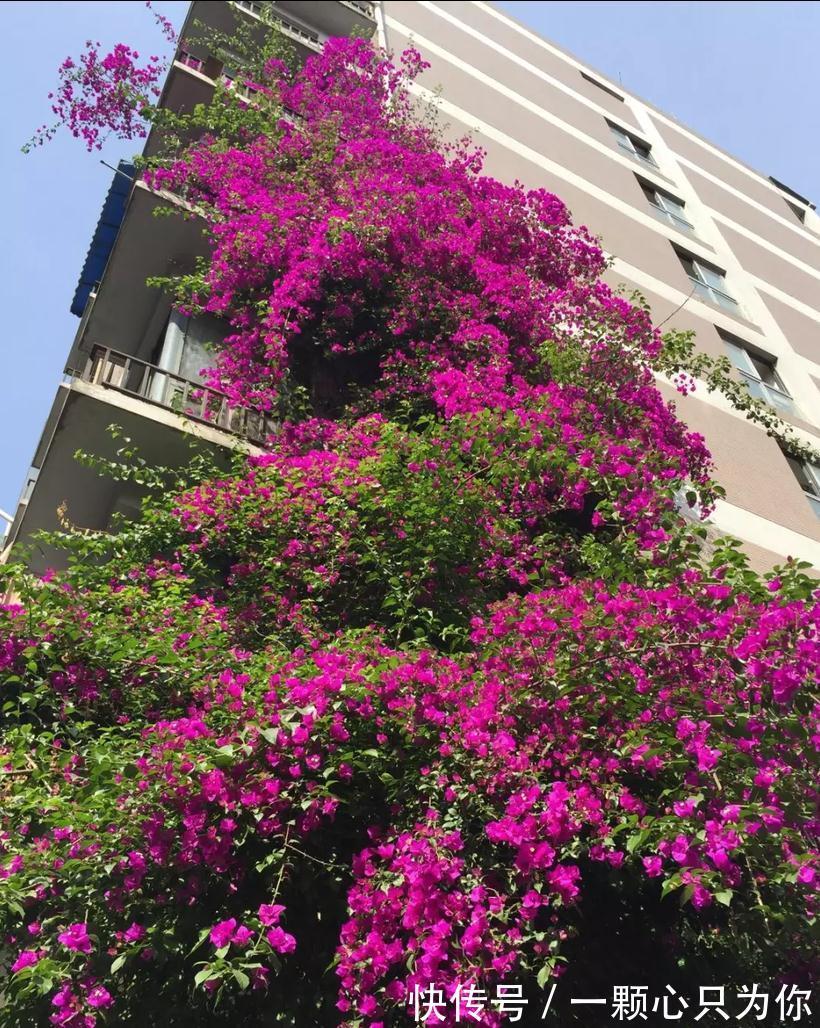 公认好养的5种花，能活一百年，开花吉利带仙气，越养越值钱