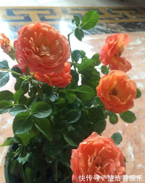 喜欢养玫瑰,就养盆“玫瑰精品”土星王阳台,丰腴婀娜,清香袭人