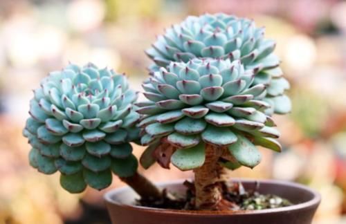 蓝姬莲是姬莲系多肉中的大块头,不但茎秆粗壮,而且特别容易爆盆